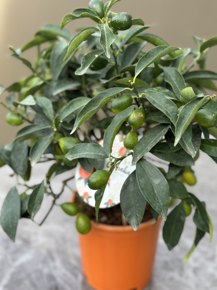 Árvores mini com fruto — Lima Rangpur e Limoeiro Meyer