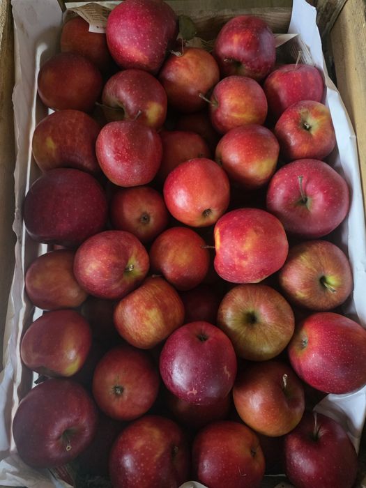 Jabłko Prins Słodki soczyste.