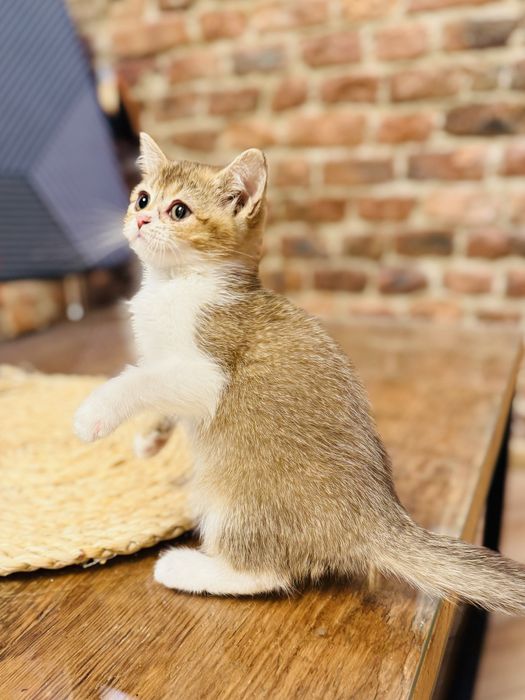 Kotka munchkin na dlugich lapkach