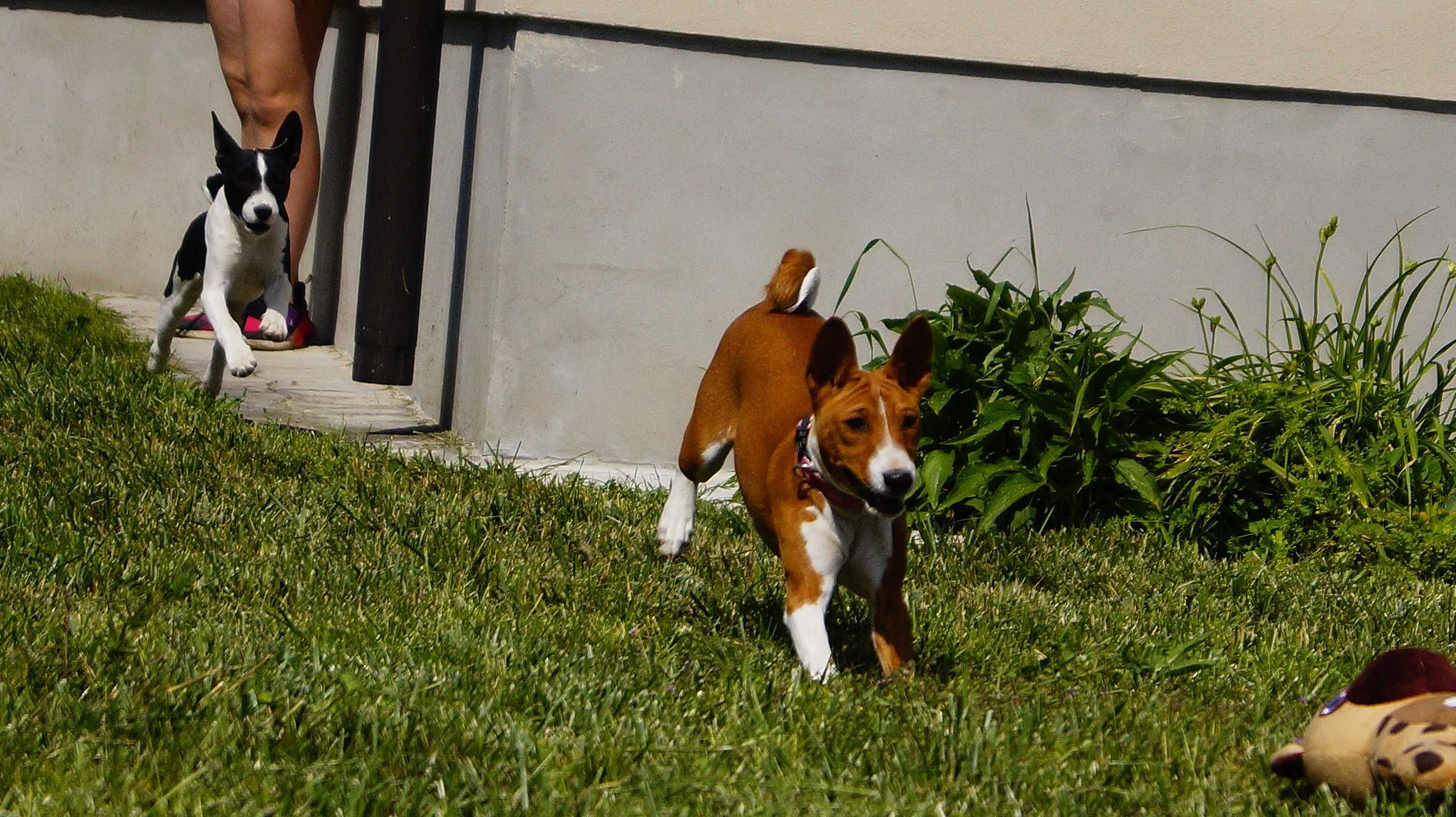 SAWA-Rudo-Biała suczka do odbioru, Basenji ZKwP/FCI
