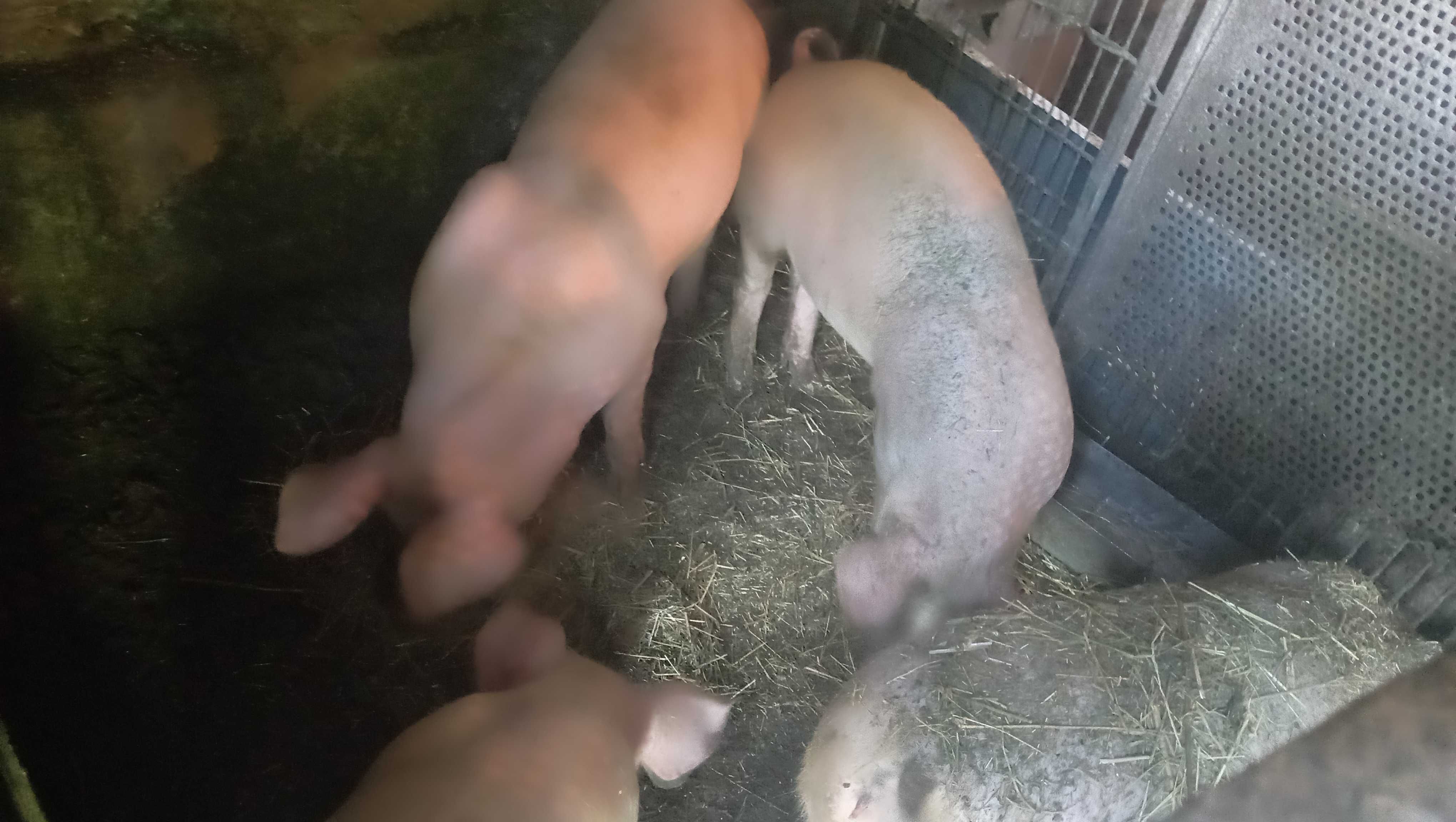 Продам свинки на свиноматки