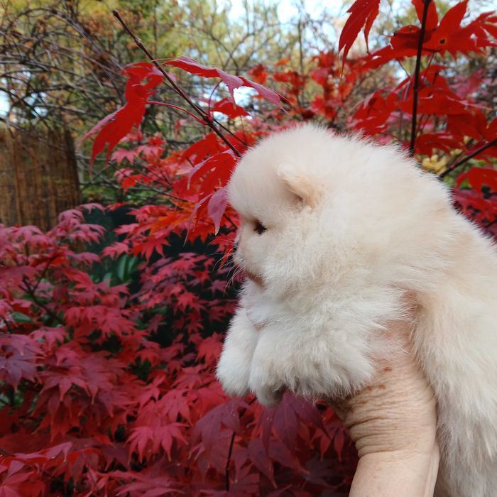 Piesek, typ misia, zadbany, info instagram