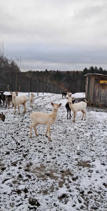 daniele daniel byczki