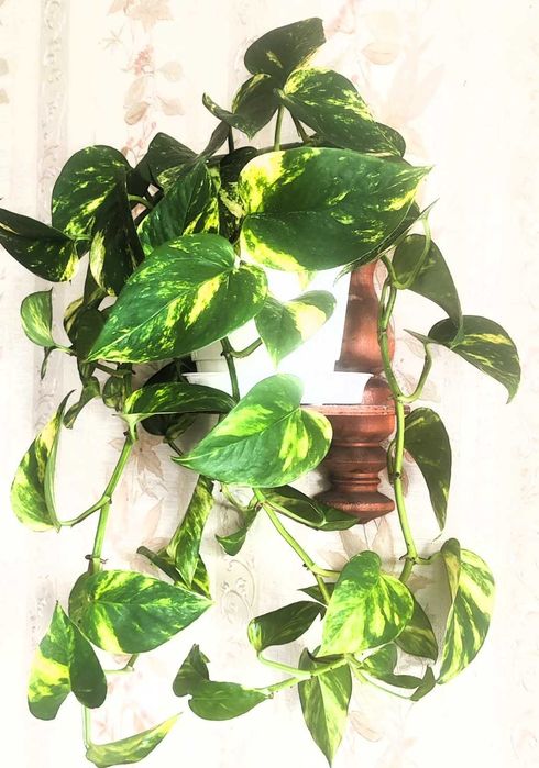 Filodendron pnący Epipremnum ‘Hicolor’ zwane również ‘Golden Queen’