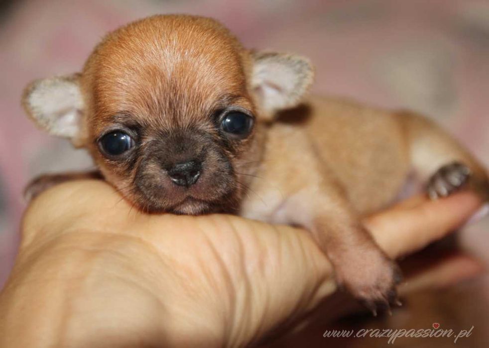 Miniaturka - sunia chihuahua krótkowłosa Crazy Passion FCI