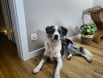 Oddam border collie blue merle