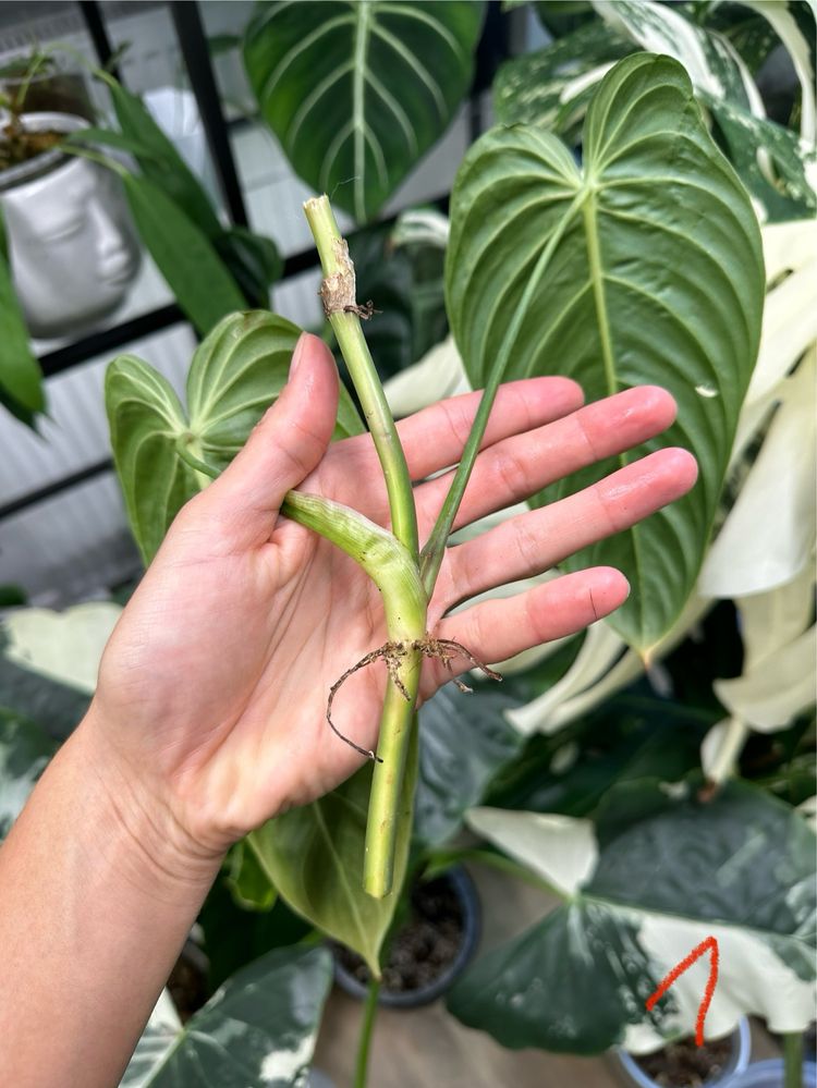 Philodendron melanochrysum kolekcja