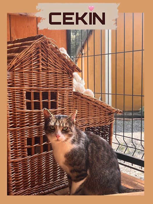 kocury dorosłe w schronisku  lututowie aktualne