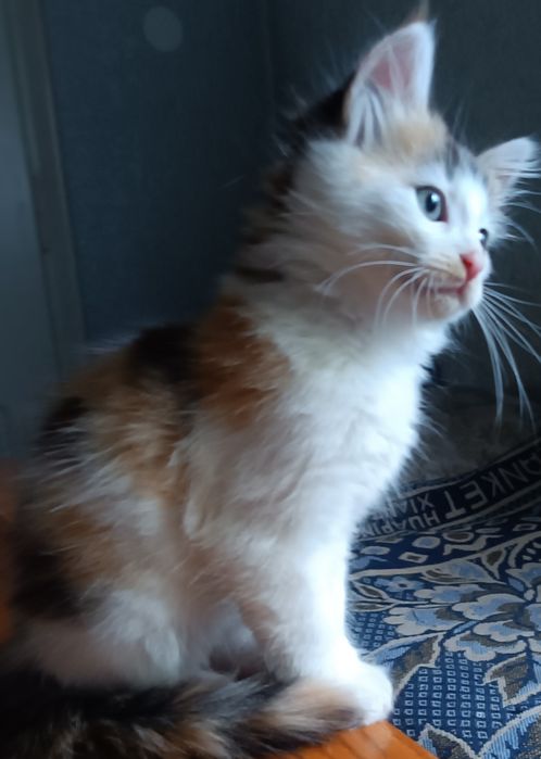 Гвіздець Віддам у добрі руки