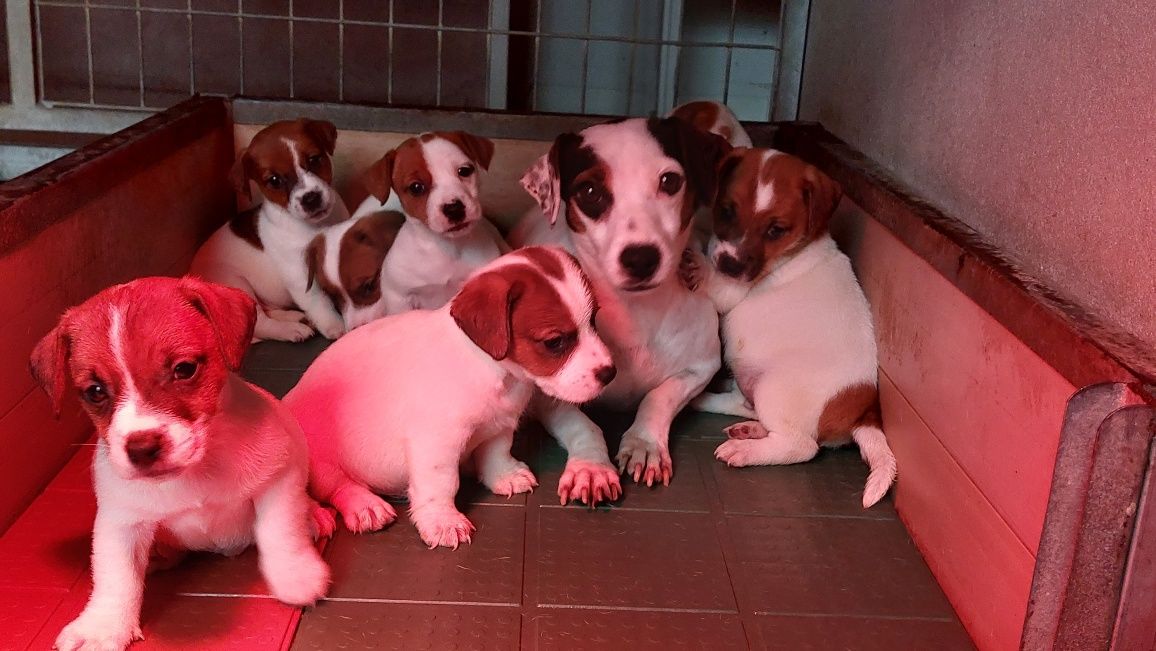 Jack russel Terrier TOP