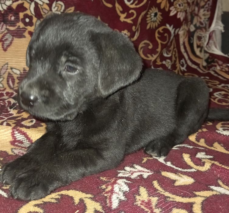 Продаю цуценя лабрадора