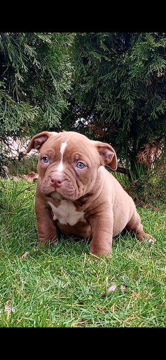 American bully szczeniak suczka