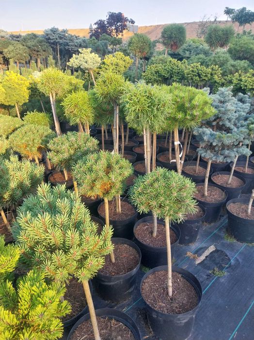 Dostawa gratis Bonsai Sosna świerk KULA SZCZEPIONA na pniu 10l