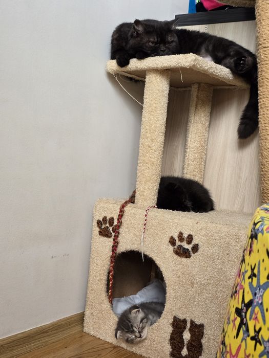 Кошеня шотландець висловушка короткошерстий хлопчик скотіш фолд