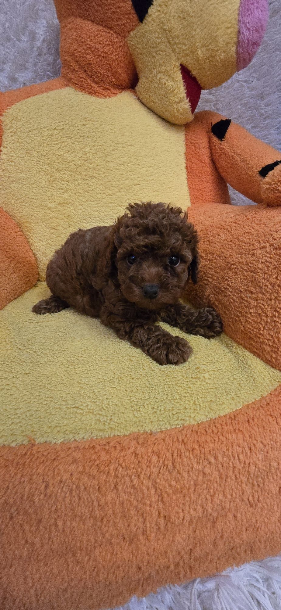 Maltipoo F1b suczka do odbioru