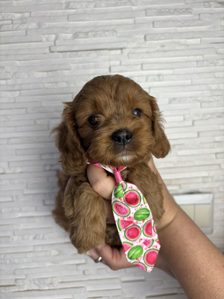 Cavapoo odbior koniec czerwca