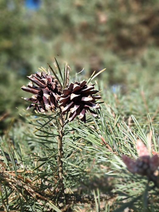 Szyszki do dekoracji, rękodzieł