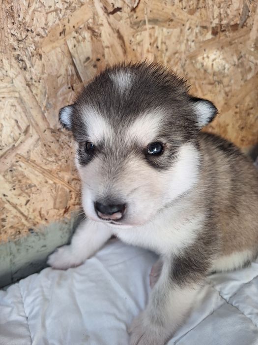Alaskan Malamute - Piękne > OSTATNIE SZCZENIĘ