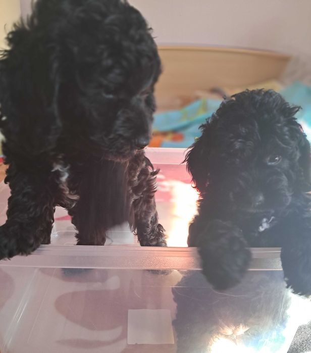 Pudel F1b, piesek, mini, tata pudel biało/ czarny, FCI, badania