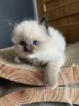Puchaty kocurek Ragdoll