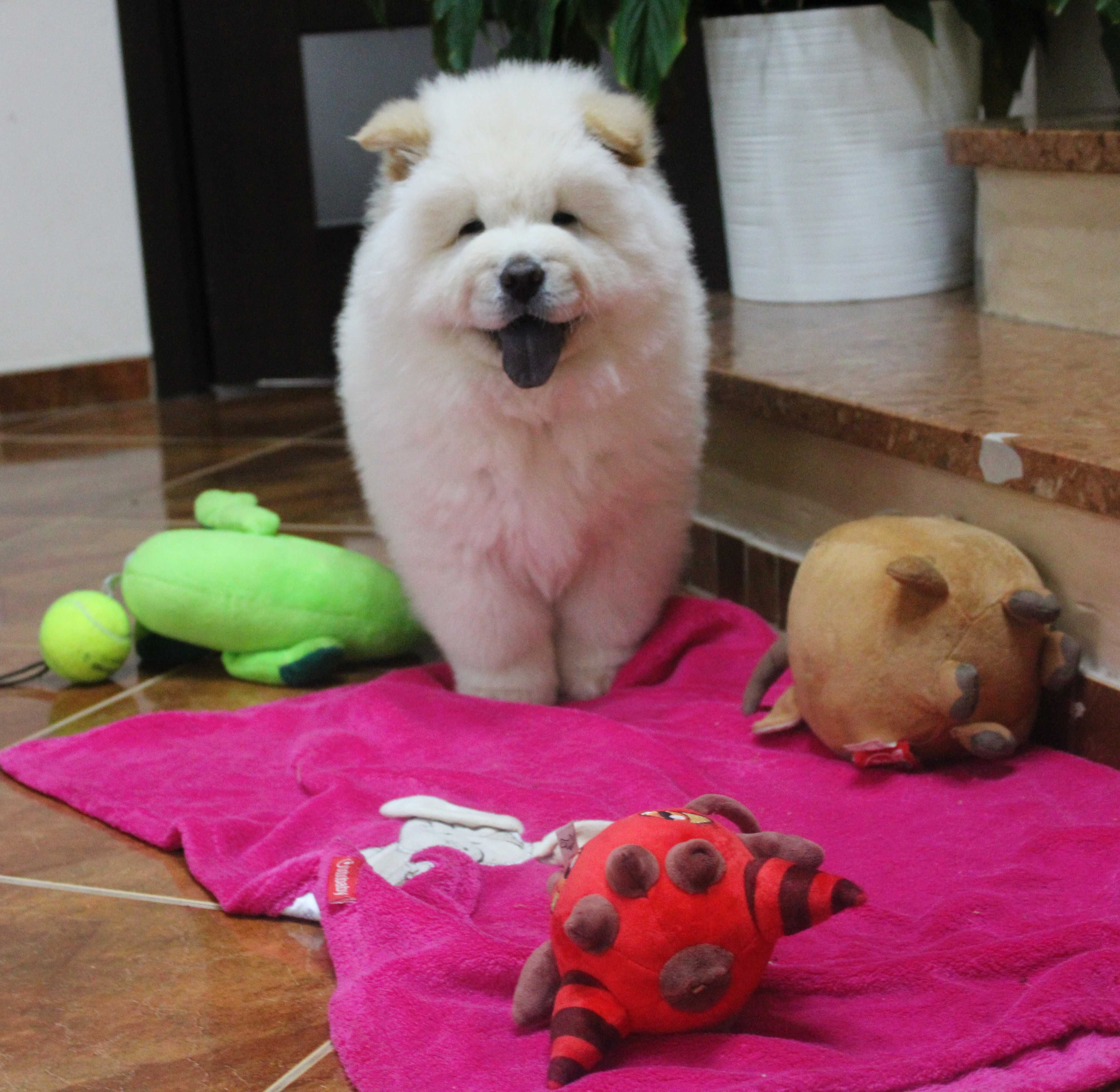 piesek chow chow gotowy do odbioru