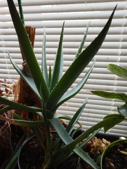 Лечебный Алоэ  8 лет.