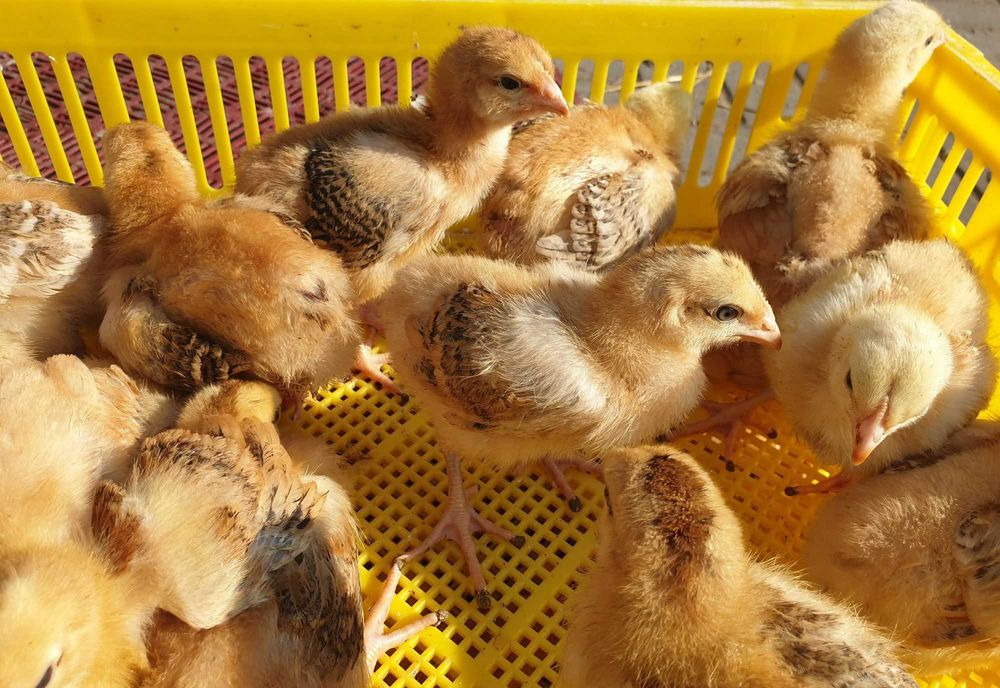 Odchowane kaczki, gęsi na wagę