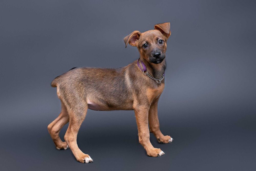 Віддам в добрі руки цуценя дівчинку Оічі, буде невеликого розміру.