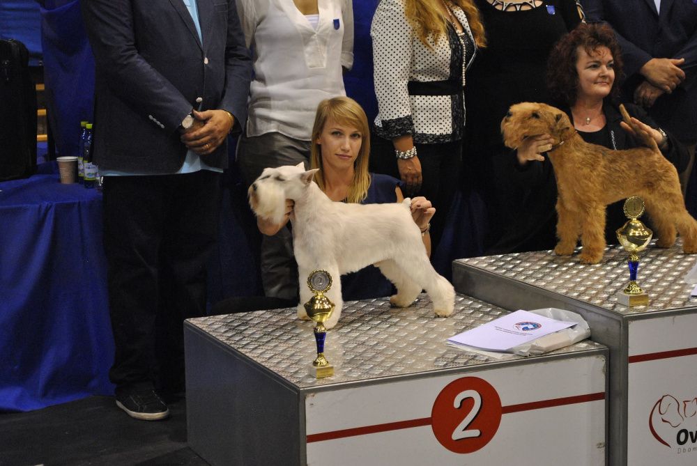 Kurs strzyżenia psów - kurs groomingu salon Kudłatek Mława