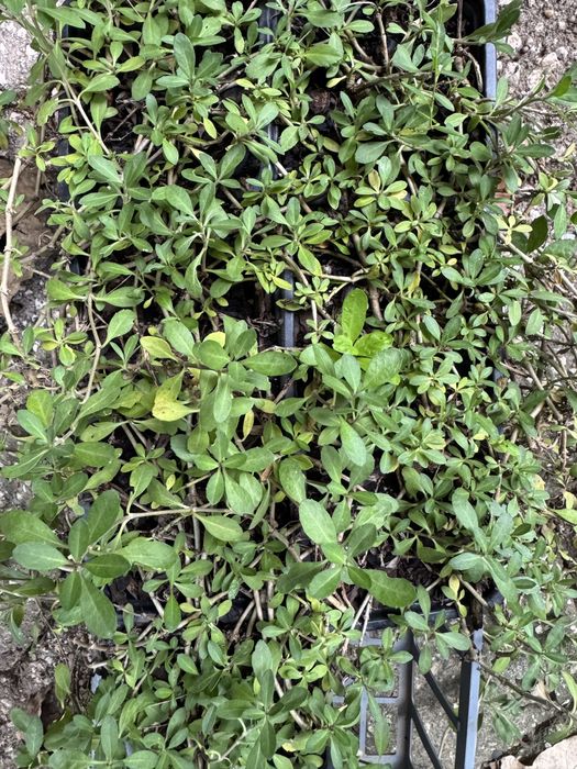 Lippia Nodiflor