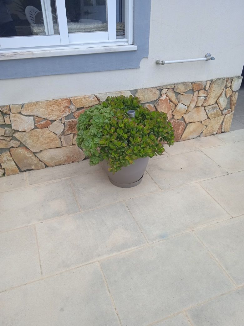 Vaso Grande PVC Cinzento Com Planta