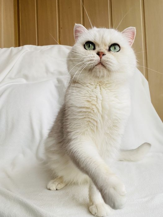 Котик в окрасе серебристая шиншилла ns12