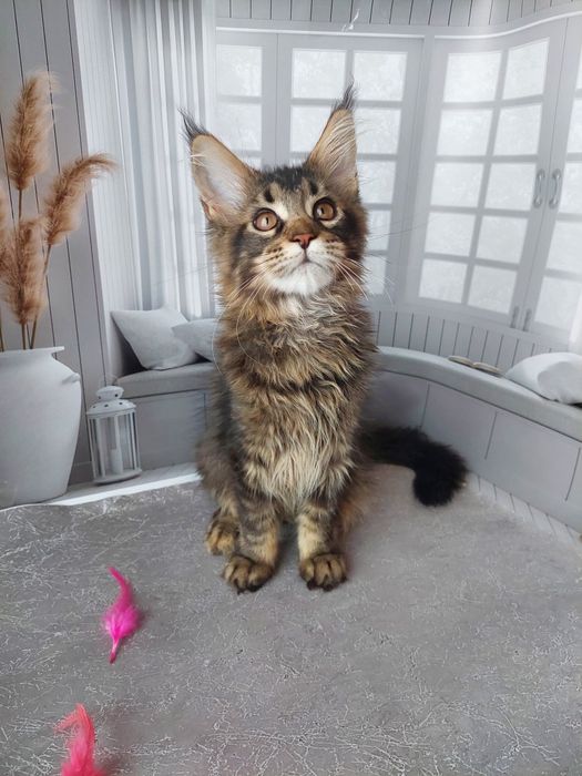 В питомнике Мейнкунчиков пополнение.