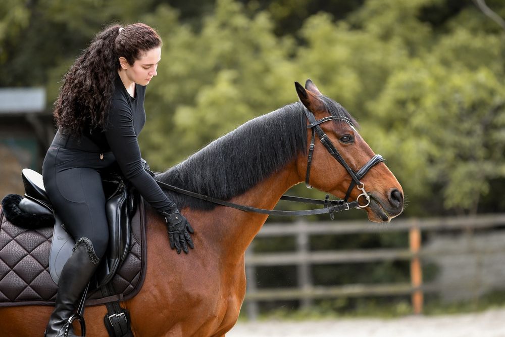 Аренда лошади для фотосессий Днепр