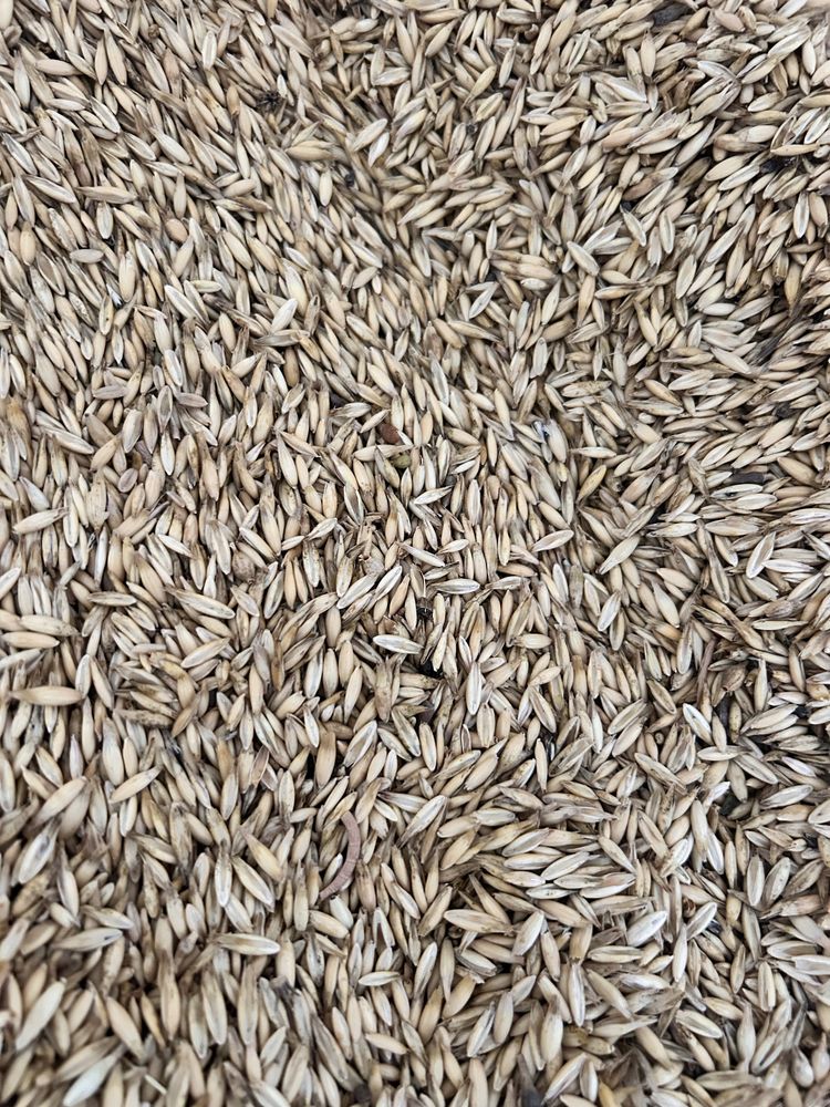 Triticale e aveia em modo de produção biológico