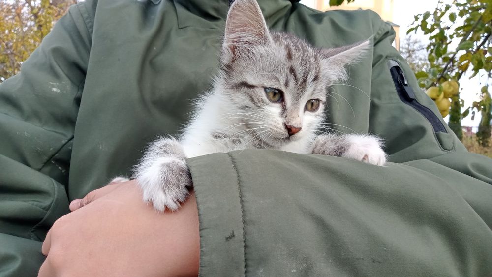 Кошеня в добрі руки