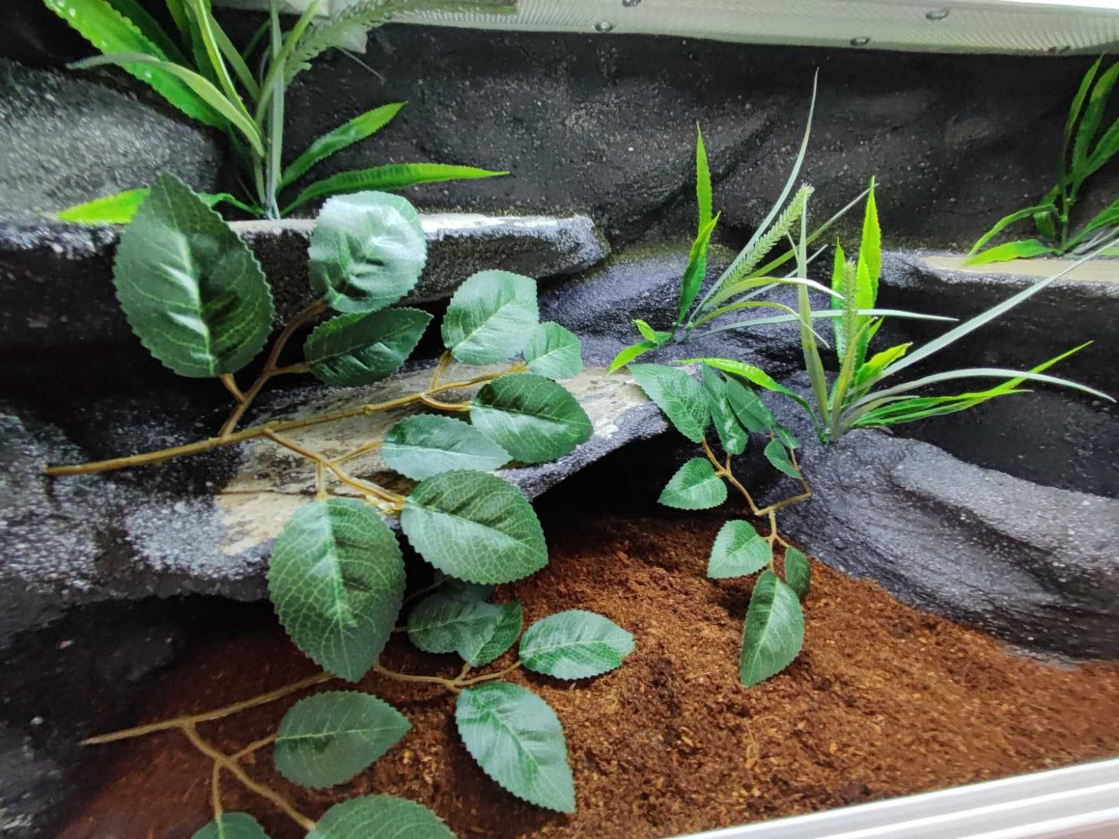 Terrarium tropikalne nr766 80/40/40 dla węża boa pyton  DOSTĘPNE
