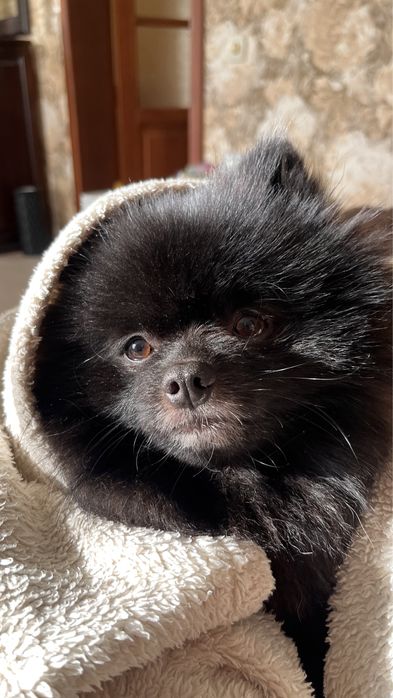 Шпиц кобель Вязка