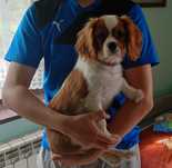 Piesek cavalier King Charles spaniel