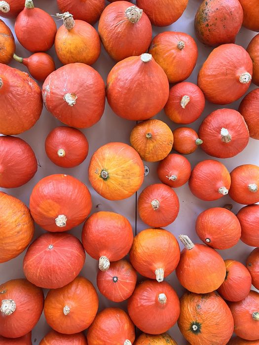 Dynia hokkaido własna uprawa