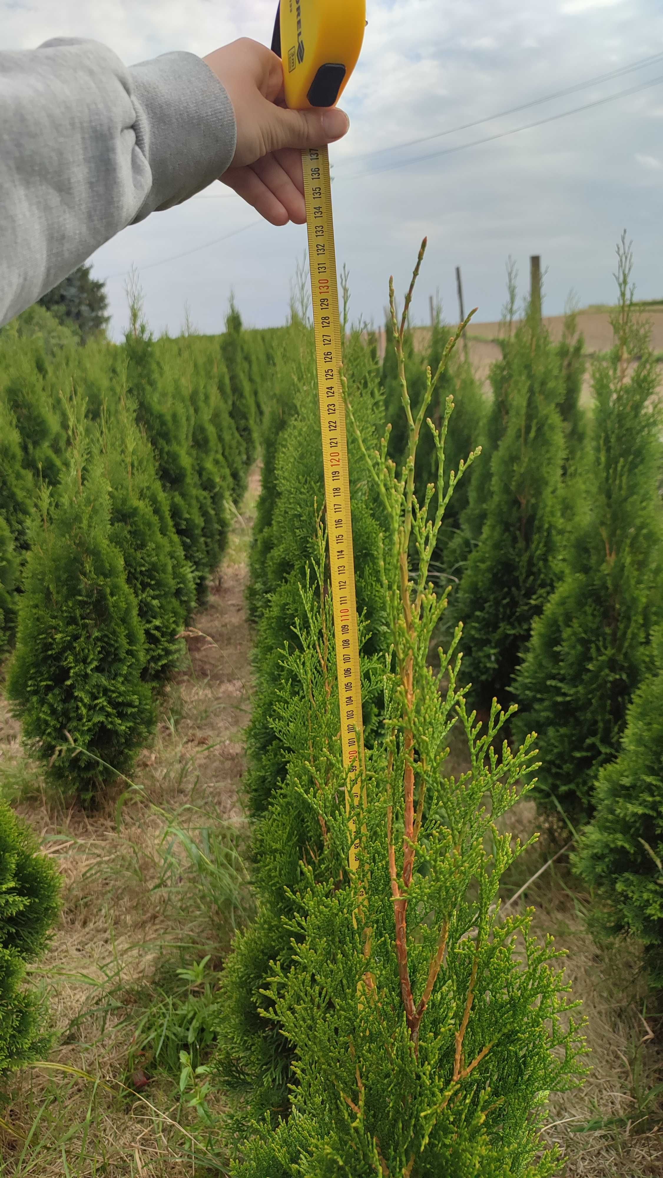 Tuja (Thuja) Szmaragd, wysokość od 150 cm , cena od 25 zł, piękne!