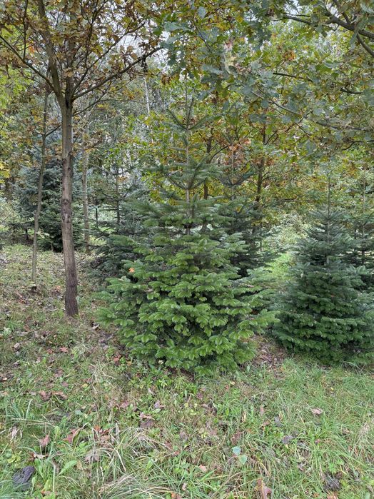 Jodła koreańska, świerk srebrny