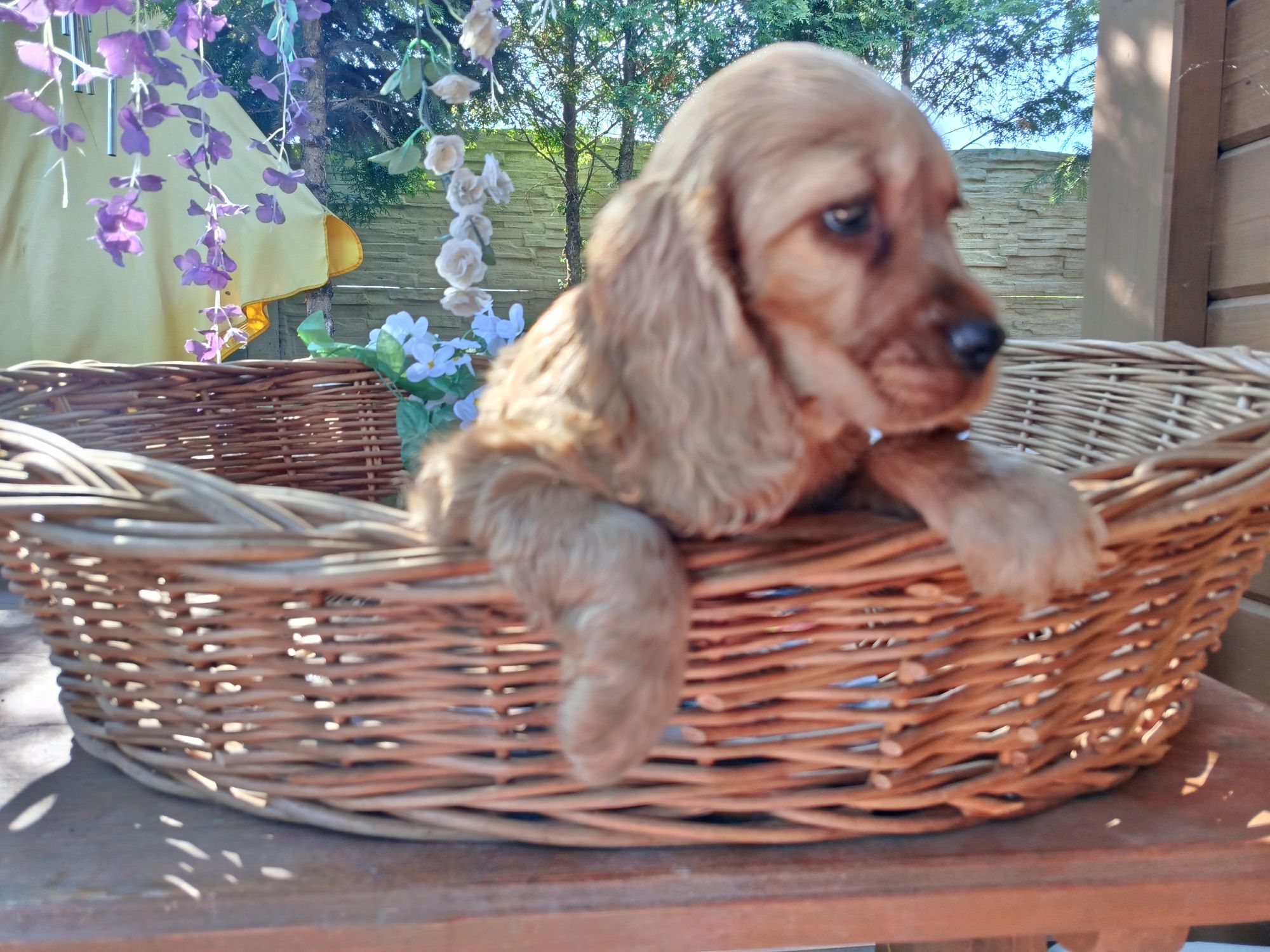 Cocker spaniel angielski Piesek Rodowód