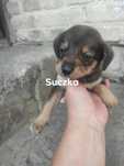Oddam szczenię - suczkę