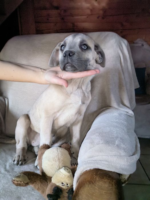 Suka suczka szczeniak Cane Corso płowa