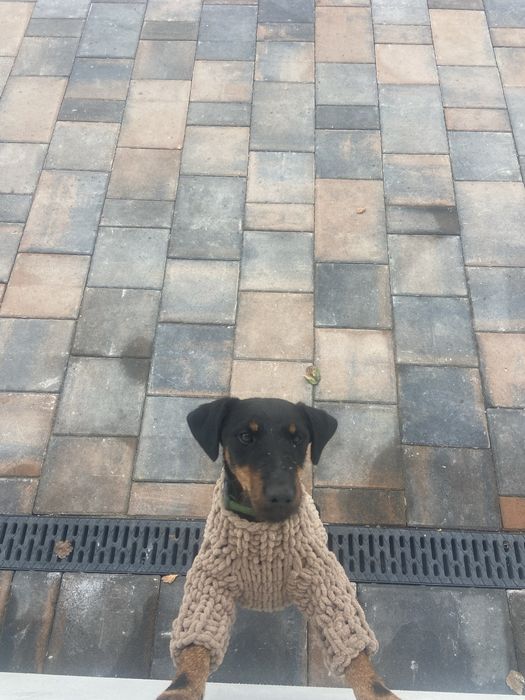 Светр для собачки з Alize Puffy Fine під замовлення