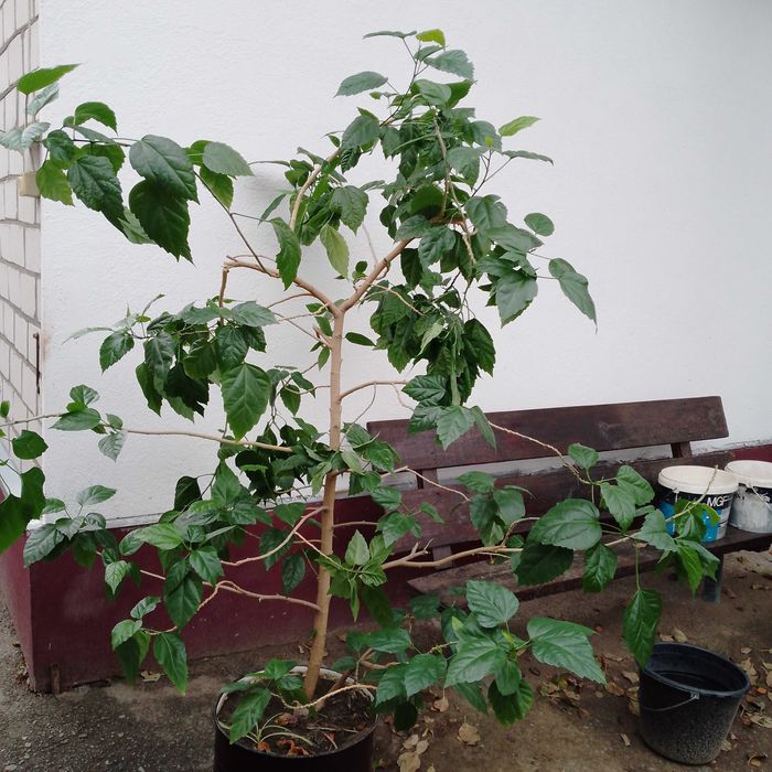 Продам Гібіскус (китайська роза).