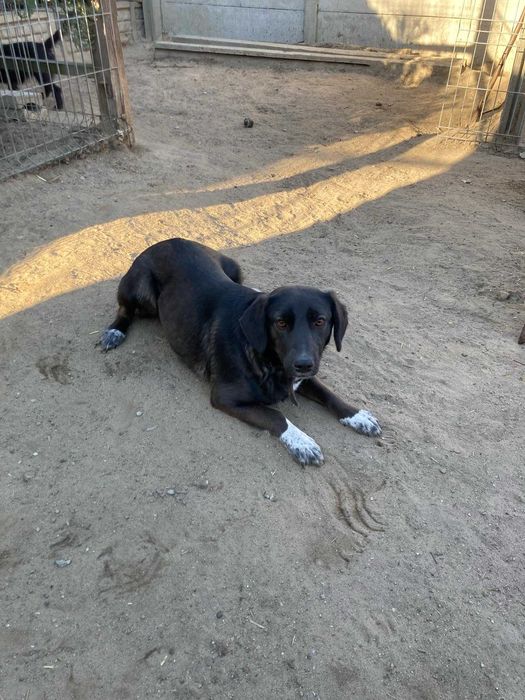 Nastka szuka domu schronisko Zgierz -aktualne