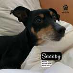 Snoopy, O Pinscher