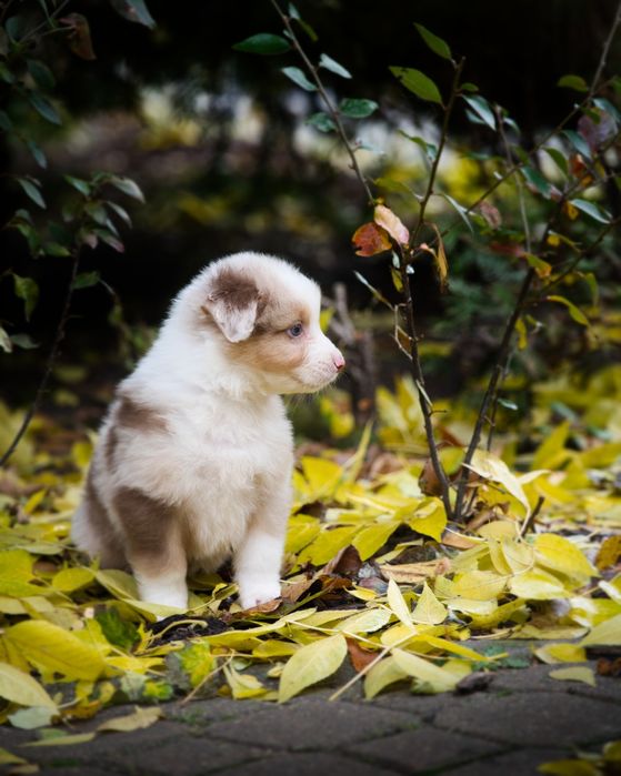 Owczarek australijski szczeniak